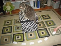 laying out the cards