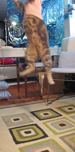 Kitty Jumping Right out of Camera View!!