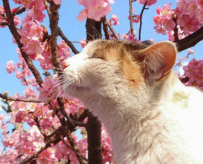 Spring Kitty