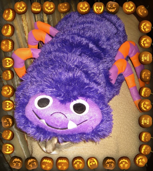 Boris The Spider Jack o Lanterns