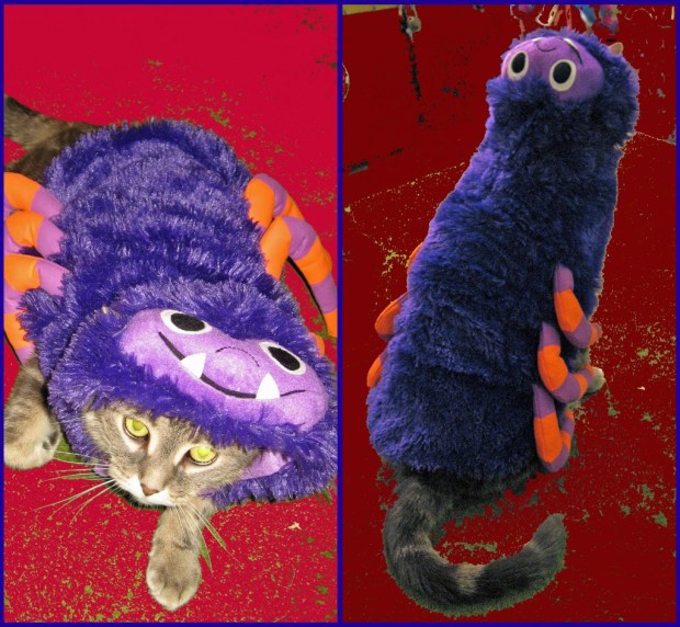 From Boris The Spider Kitty