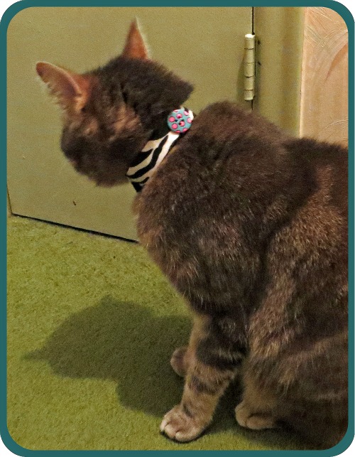 Kitty Sends Up the Cat Signal