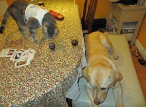 N'Awww, Dont be Sad, Dawg, have a Guinness.