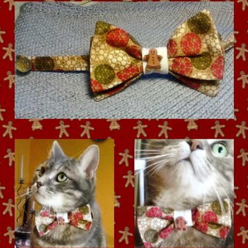 Kitty and Bowtie